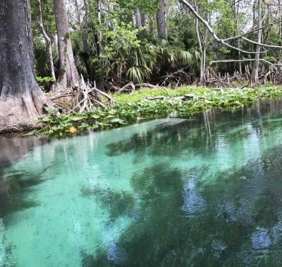 Clear turquoise water along Silver River. (Photo: Bonnie Gross)