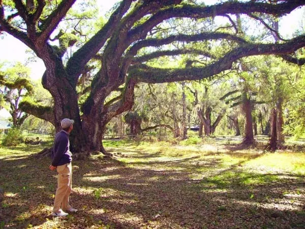 Native Americans in Florida: Ancient oaks arch over the Dade Battlefield Historic State Park. (Photo: Bonnie Gross)