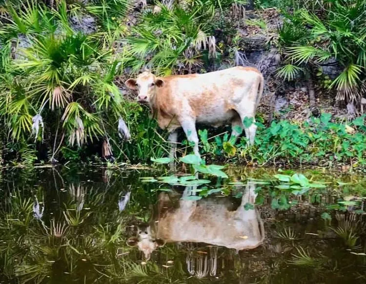 Cow In Shell Creek, Punta Gorda