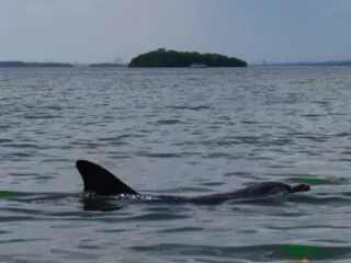 We spotted dolphin in Estero Bay three times on our kayak trip to Mound Key State Archaeological Park. (Photo: Bonnie Gross)