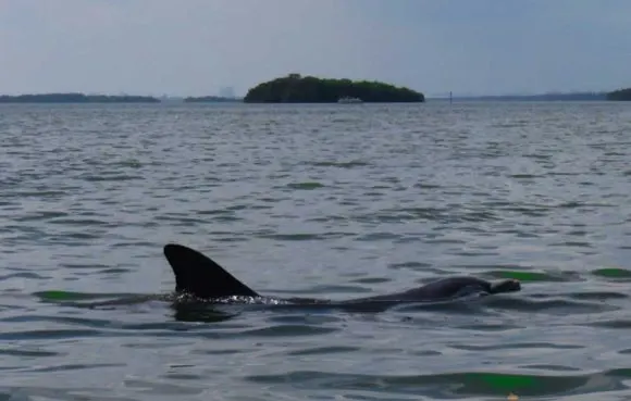 We spotted dolphin in Estero Bay three times on our kayak trip to Mound Key State Archaeological Park. (Photo: Bonnie Gross)