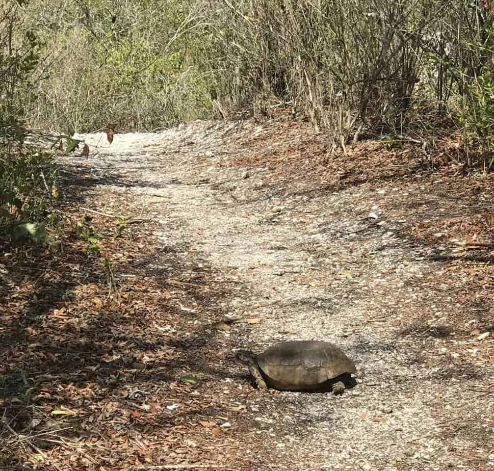 Gopher tortoise on trail at Mound Key State Park.