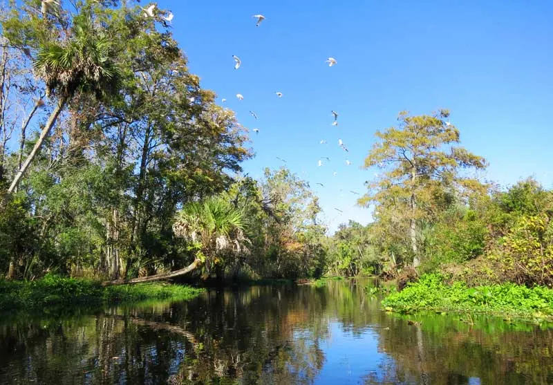 A flock of ibis kept us company as we paddled down Blackwater Creek near Orlando through Seminole State Forest. (Photo: Bonnie Gross)