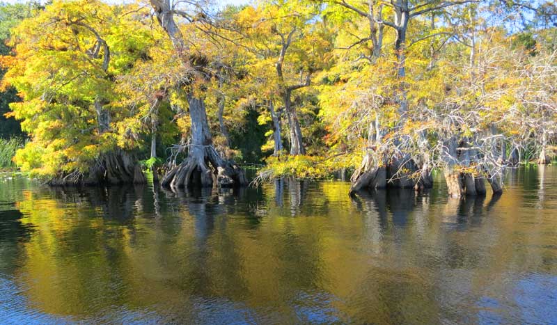 Fall colors on the dwarf cypress trees at Lake Norris near Orlando, which you reach by kayaking Blackwater Creek. (Photo: Bonnie Gross)