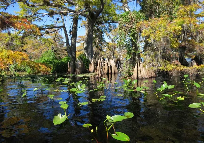 Dwarf cypress trees in Lake Norris near Orlando. Beautiful Blackwater Creek flows out of Lake Norris and travels 20 miles into the Wekiva River. (Photo: Bonnie Gross)