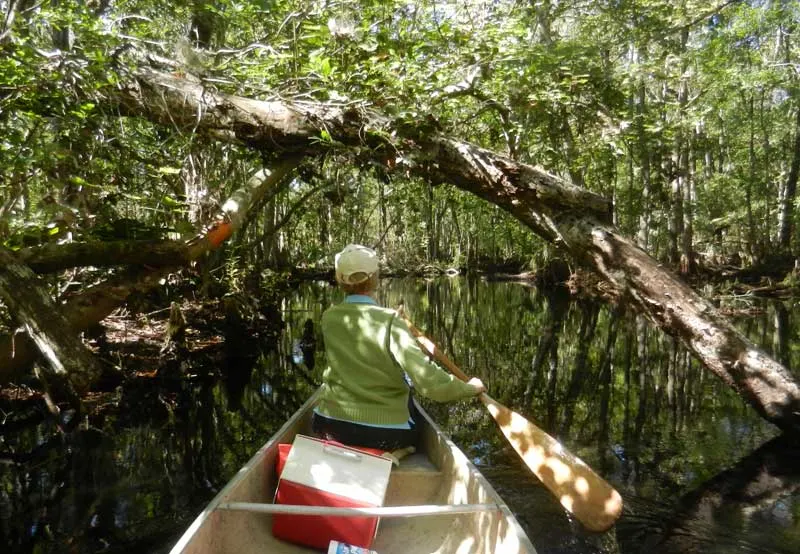 Kayaking Blackwater Creek near Orlando, it is one mile to Lake Norris along a narrow stream that seems positively primeval. (Photo: David Blasco)