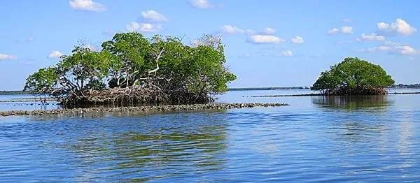 Mangrove islands at 10,000 Islands National Wildlife Refuge.