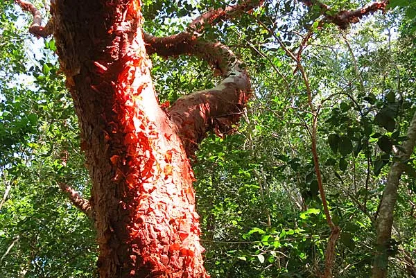 Gumbo limbo trees on Sandfly Island inside 10,000 Islands National Wildlife Refuge.