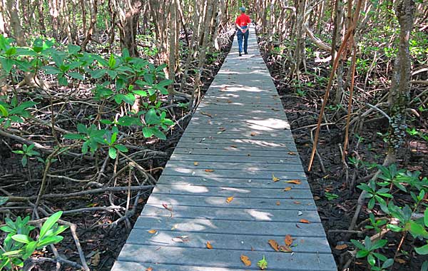 The boardwalk on Sandfly Island inside the 10,000 Islands National Wildlife Refuge.