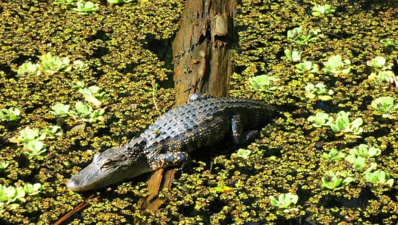 Young gators were plentiful in February at Corkscrew Bird Rookery Swamp Trail.