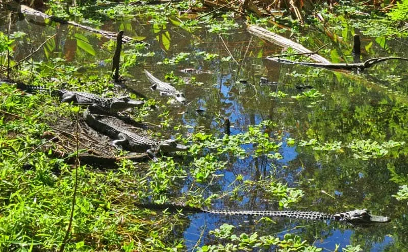 Pond full of baby gators at Corkscrew Bird Rookery Swamp Trail .