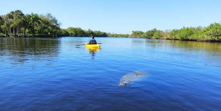Fort Myers is worth a visit for fun downtown, natural beauty and history 14 A manatee hanging out at Manatee Park on the Orange River in Fort Myers. (Photo: Bonnie Gross)