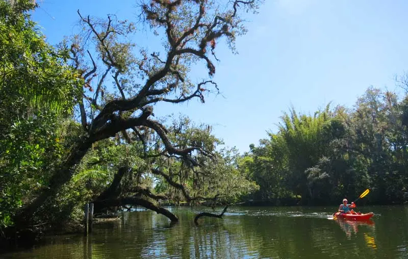 The Orange River in Fort Myers is not a wild river, but it is beautiful and peaceful kayak trail.