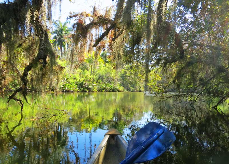 The further upstream you paddle on the Orange River in Fort Myers, the more Old Florida the ambiance becomes.