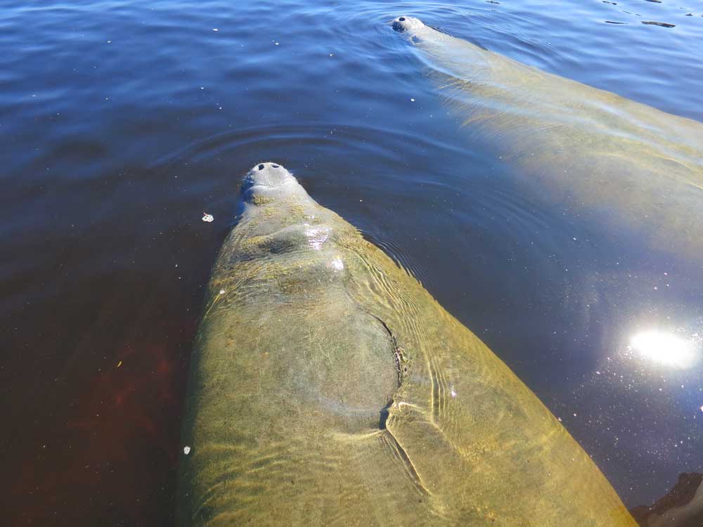 The manatees at Manatee Park in Fort Myers loll about in the warm water discharged from an FPL plant.