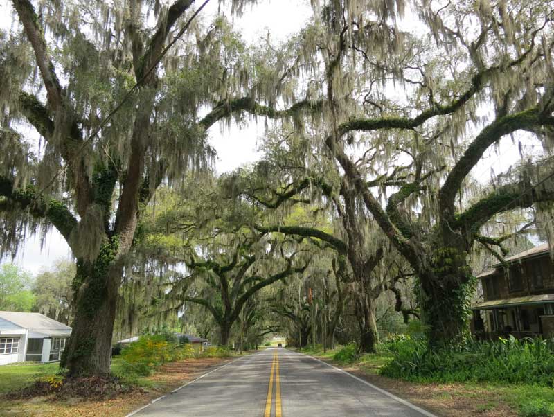 Not far from the Withlacoochee State Trail, the Avenue of Oaks in Floral City.