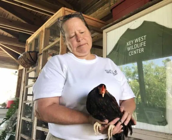 Peggy Coontz of the Key West Wildlife Center holds a sick chicken that was brought in for care. (Photo: Bonnie Gross)