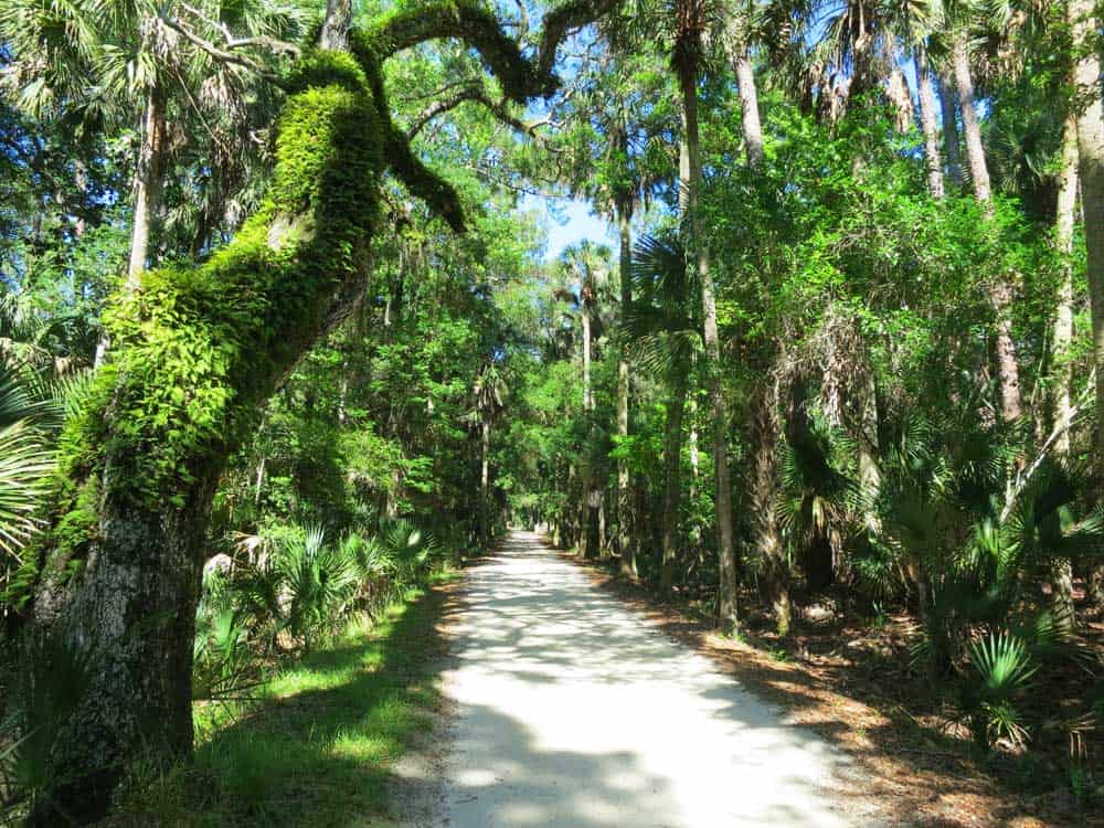 The narrow dirt road that leads to Bulow Plantation Ruins Historic State Park in Flagler County.