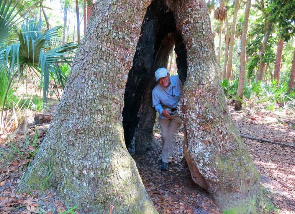 Huge trees, some hundreds of years old, at Bulow Plantation Ruins Historic State Park in Flagler County.