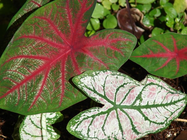 Lake Placid grows 98 percent of the caladiums sold. 