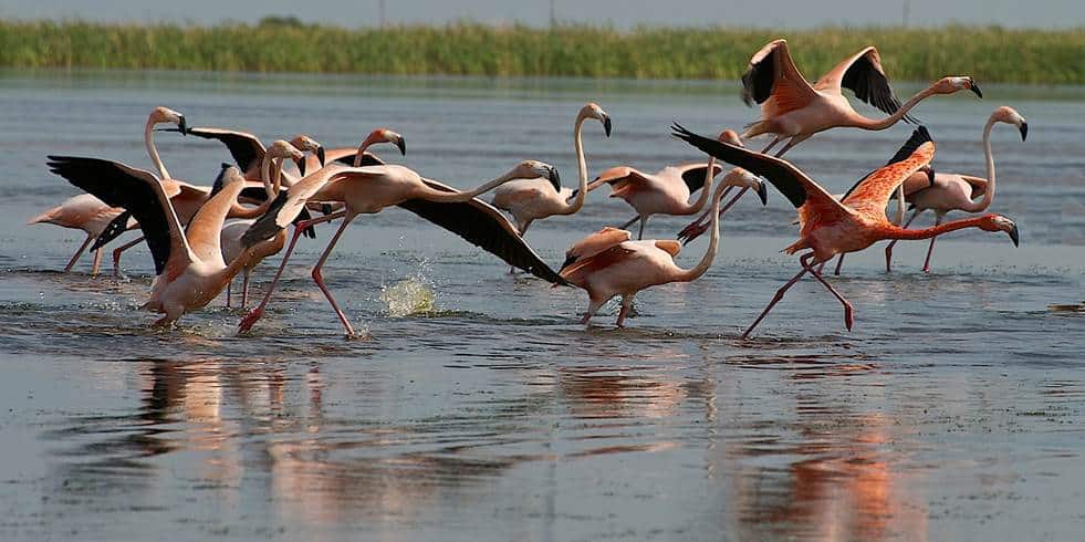 Flamingoes seen in a remote site in Palm Beach County