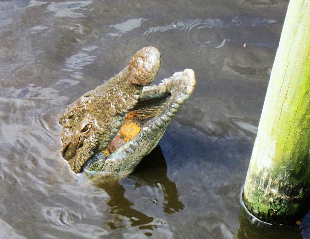 A begging gator at St. Augustine Alligator Farm.