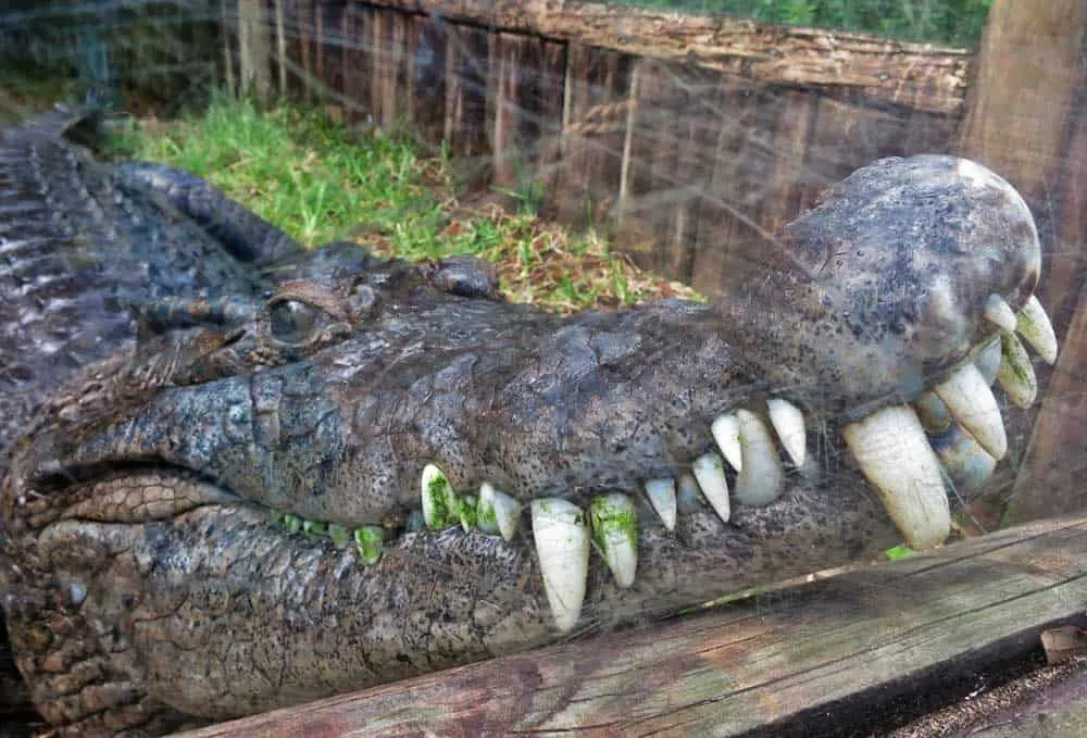 The variety of gators and crocs at St. Augustine Alligator Farm is incredible. This is a New Guinea croc.