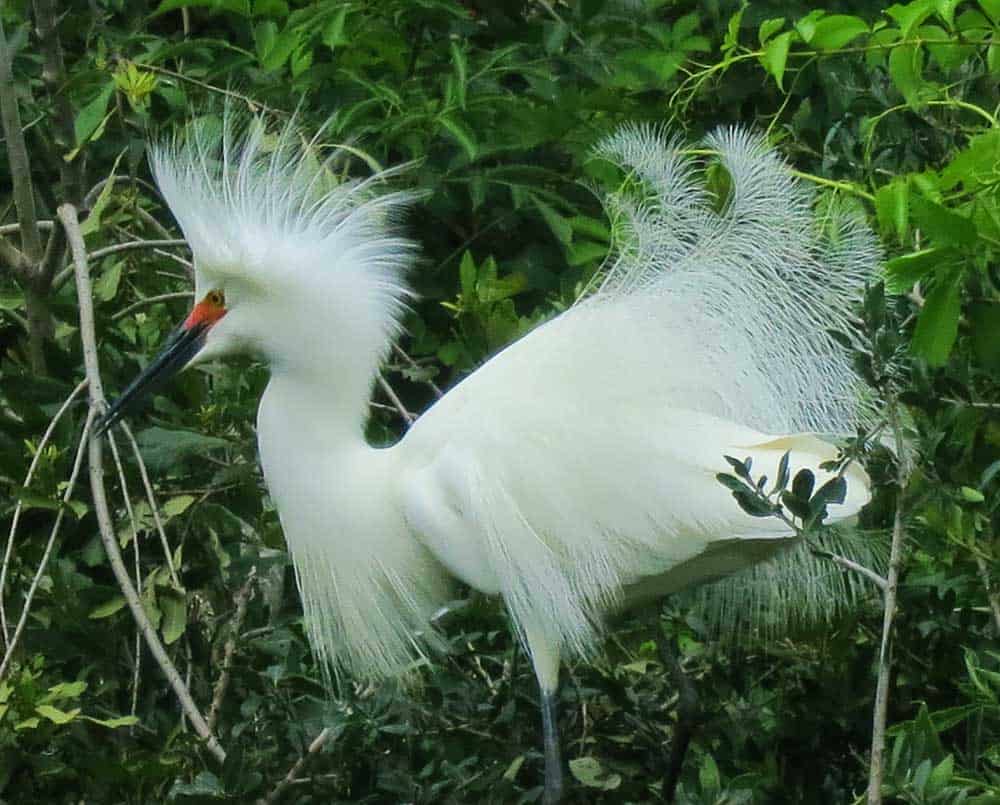 At the rookery at the St. Augustine Alligator Farm, this snowy egret in breeding plumage was one of dozens close to the boardwalk.