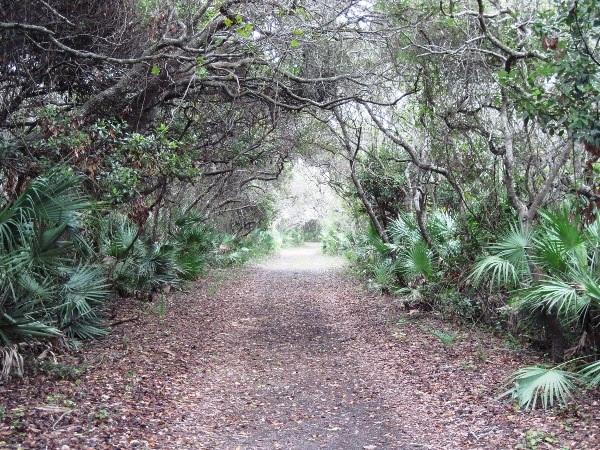 Nature Trail at Gamble Rogers State Recreation Area.