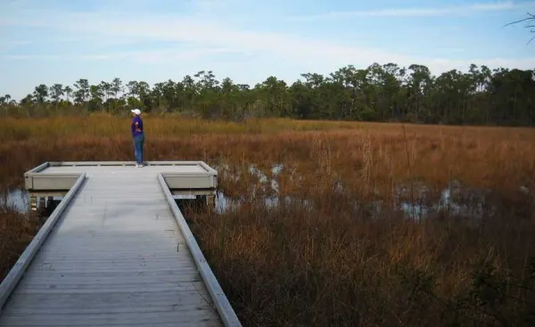 Grassy Waters Preserve Boardwalk in West Palm Beach. One reason this made our list of best boardwalks in Florida is that its low rails don't block the view from a wheelchair. 