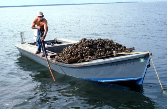 oyster harvest in apalachicola
