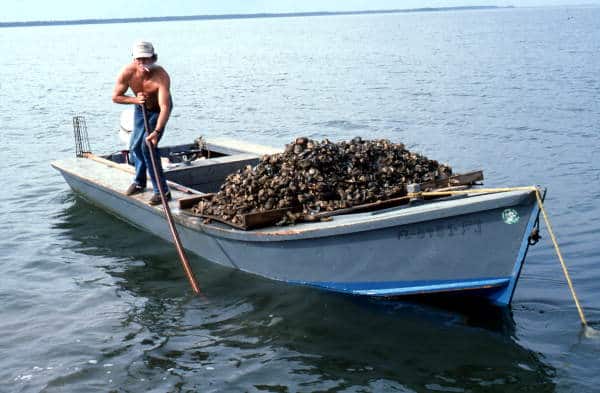 oyster harvest in apalachicola florida seafood festival