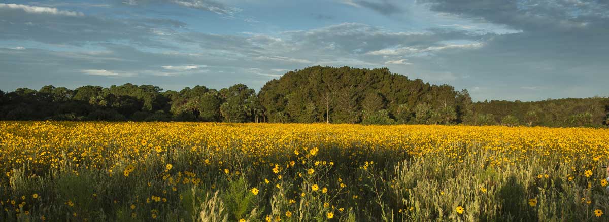 Sunflowers at Pepper Ranch in 2013. Photo by Ron Perkins.