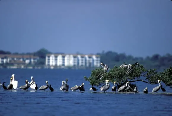 Brown and white pelicans at Pelican Island NWR. (Photo: George Gentry, USFWS)