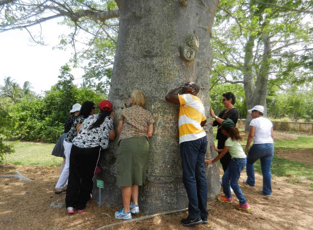 The baobab tree at Fruit and Spice Park is hollow inside so visitors are urged to see what they can hear.