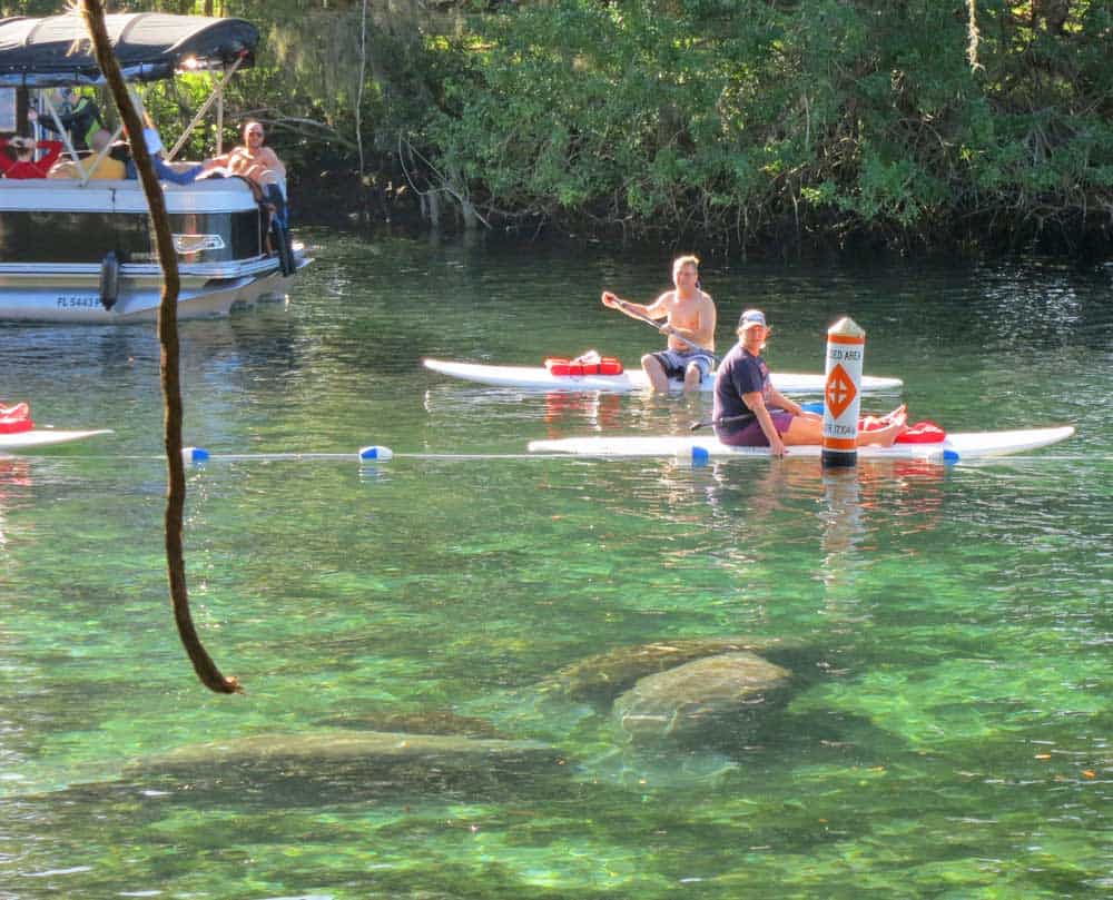 The manatees are within the roped-off sanctuary called Idiot's Delight Spring, just outside Three Sisters Spring.
