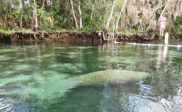A manatee outside the entrance of Three Sisters Springs in Crystal River.