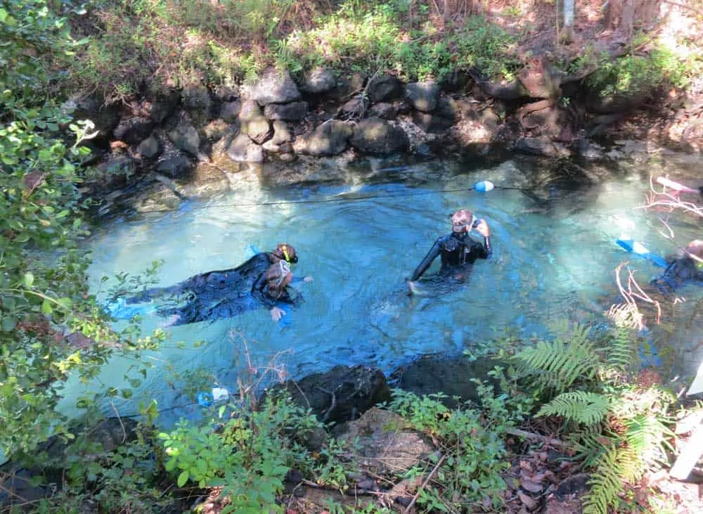 Snorkelers swim against a swift current to enter Three Sisters Springs in Crystal River. 