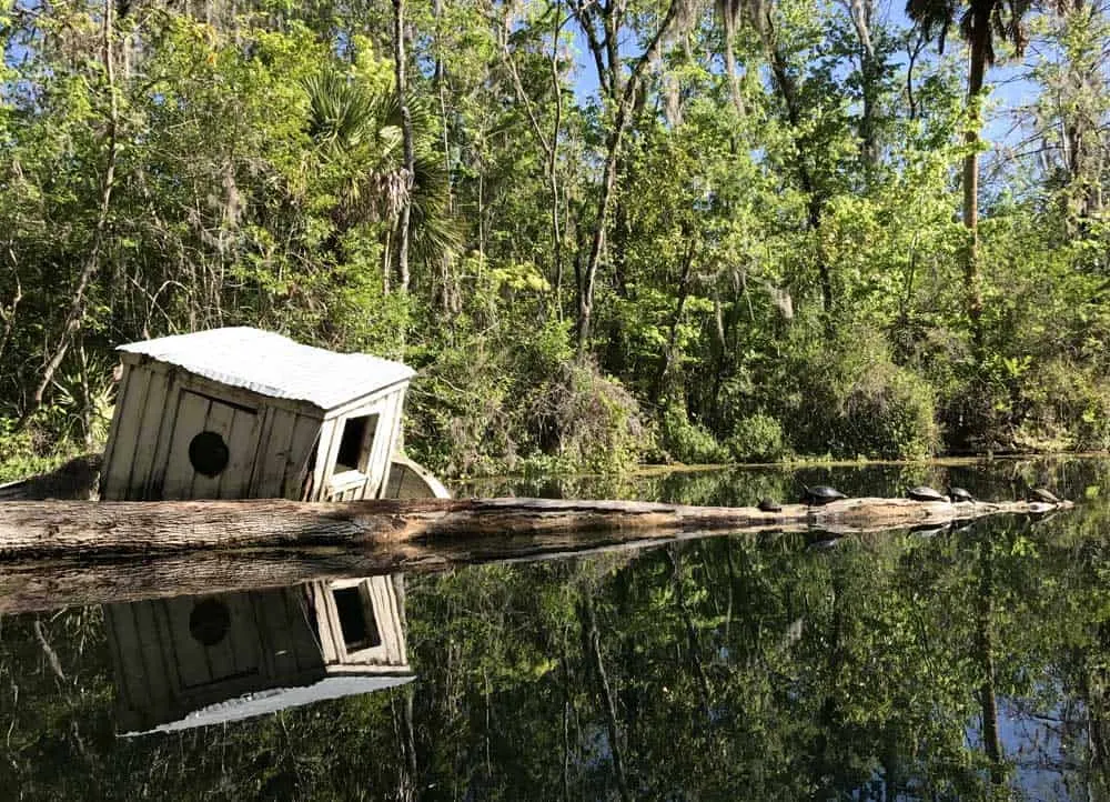 A sunken boat is a haven for turtles along the Silver River in Silver Springs Stae Park. (Photo: Bonnie Gross)