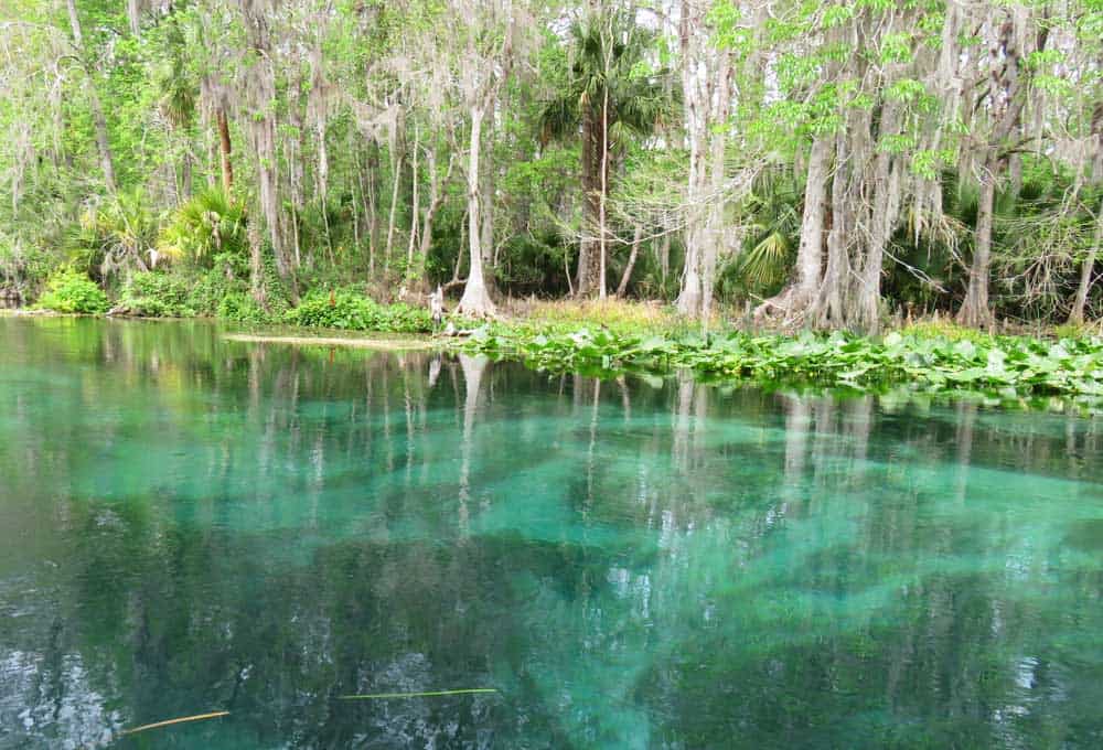Clear turquoise water along Silver River. (Photo: Bonnie Gross)