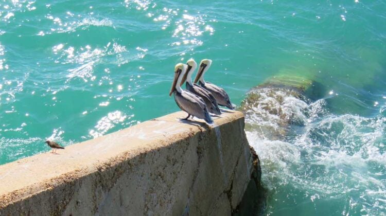 Florida’s Loop Roads: A tale of two scenic roads, six hours apart 9 Scenery along the Florida Keys Overseas Heritage Trail.