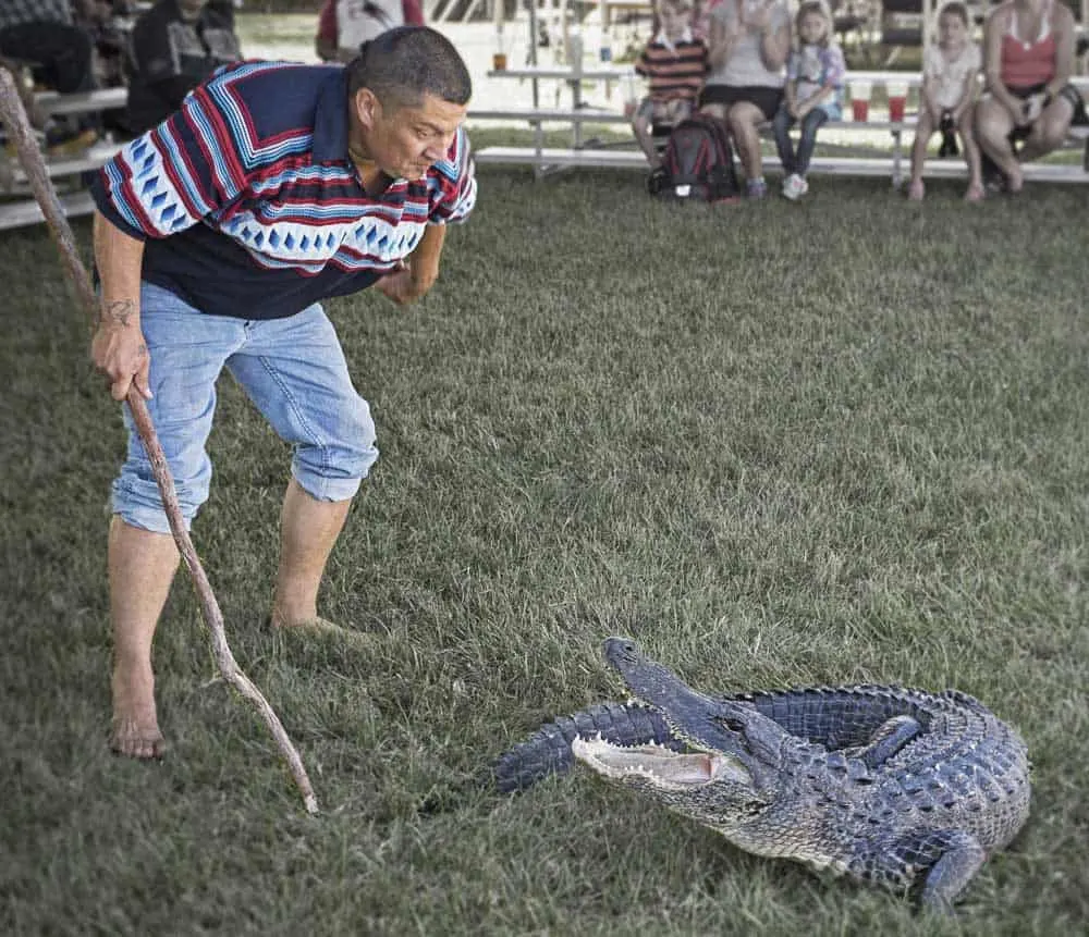 Alligator wrestling is demonstrated at the Seminoles American Indian Arts Celebration.