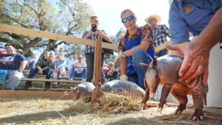 Armadillo races at 2015 Swamp Cabbage Festival. Photo courtesy Pete Cross.