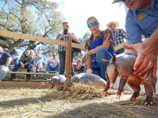 Armadillo races at 2015 Swamp Cabbage Festival. Photo courtesy Pete Cross.