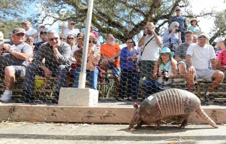 Armadillo races at 2015 Swamp Cabbage Festival. Photo courtesy Pete Cross.