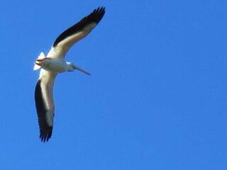 White pelican flyover at Peaceful Waters Sanctuary in Wellington