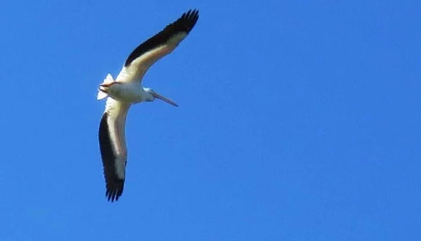 White pelican flyover at Peaceful Waters Sanctuary Wellington