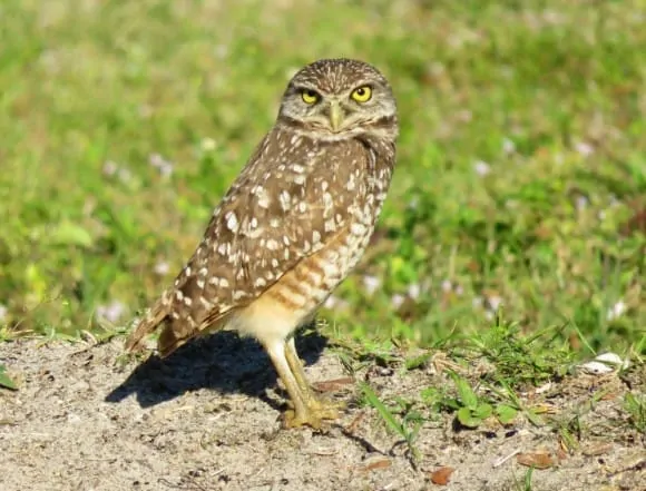 Florida birding trail: Burrowing owls at Brian Piccolo Park in Cooper City. 