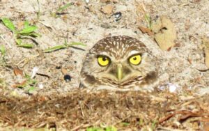 Burrowing owls at Brian Piccolo Park in Cooper City. 