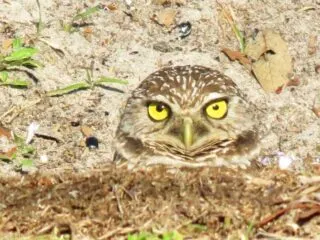 Burrowing owls at Brian Piccolo Park in Cooper City.